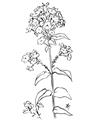 Picture of Single Hydrangea Drawing _GroupedProduct_Rectangle_Portrait_Unframed_Print_Only_