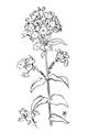 Picture of Single Hydrangea Drawing _GroupedProduct_Rectangle_Portrait_Unframed_Print_Only_