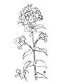 Picture of Single Hydrangea Drawing _GroupedProduct_Rectangle_Portrait_Unframed_Print_Only_