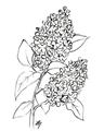 Picture of Panicle Hydrangea Drawing _GroupedProduct_Rectangle_Portrait_Unframed_Print_Only_