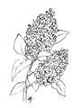 Picture of Panicle Hydrangea Drawing _GroupedProduct_Rectangle_Portrait_Unframed_Print_Only_