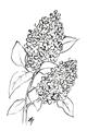 Picture of Panicle Hydrangea Drawing _GroupedProduct_Rectangle_Portrait_Unframed_Print_Only_