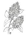Picture of Panicle Hydrangea Drawing _GroupedProduct_Rectangle_Portrait_Unframed_Print_Only_