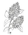 Picture of Panicle Hydrangea Drawing _GroupedProduct_Rectangle_Portrait_Unframed_Print_Only_