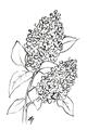 Picture of Panicle Hydrangea Drawing _GroupedProduct_Rectangle_Portrait_Unframed_Print_Only_