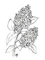 Picture of Panicle Hydrangea Drawing _GroupedProduct_Rectangle_Portrait_Unframed_Print_Only_