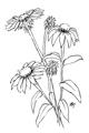 Picture of Daisy Drawing _GroupedProduct_Rectangle_Portrait_Unframed_Print_Only_