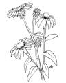 Picture of Daisy Drawing _GroupedProduct_Rectangle_Portrait_Unframed_Print_Only_