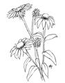Picture of Daisy Drawing _GroupedProduct_Rectangle_Portrait_Unframed_Print_Only_