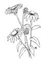 Picture of Daisy Drawing _GroupedProduct_Rectangle_Portrait_Unframed_Print_Only_