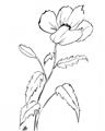 Picture of Poppy Drawing _GroupedProduct_Rectangle_Portrait_Unframed_Print_Only_