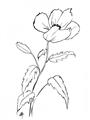Picture of Poppy Drawing _GroupedProduct_Rectangle_Portrait_Unframed_Print_Only_