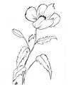Picture of Poppy Drawing _GroupedProduct_Rectangle_Portrait_Unframed_Print_Only_