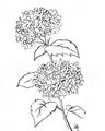 Picture of French Hydrangea Drawing _GroupedProduct_Rectangle_Portrait_Unframed_Print_Only_