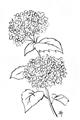 Picture of French Hydrangea Drawing _GroupedProduct_Rectangle_Portrait_Unframed_Print_Only_