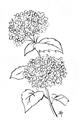 Picture of French Hydrangea Drawing _GroupedProduct_Rectangle_Portrait_Unframed_Print_Only_