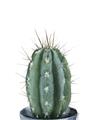 Picture of Cactus     _GroupedProduct_Rectangle_Portrait_Unframed_Print_Only_