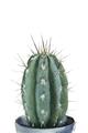 Picture of Cactus     _GroupedProduct_Rectangle_Portrait_Unframed_Print_Only_