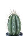 Picture of Cactus     _GroupedProduct_Rectangle_Portrait_Unframed_Print_Only_