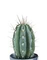 Picture of Cactus     _GroupedProduct_Rectangle_Portrait_Unframed_Print_Only_