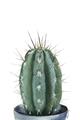 Picture of Cactus     _GroupedProduct_Rectangle_Portrait_Unframed_Print_Only_