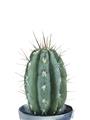 Picture of Cactus     _GroupedProduct_Rectangle_Portrait_Unframed_Print_Only_
