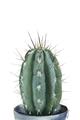 Picture of Cactus     _GroupedProduct_Rectangle_Portrait_Unframed_Print_Only_