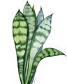 Picture of Snake Leaves _GroupedProduct_Rectangle_Portrait_Unframed_Print_Only_