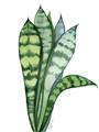 Picture of Snake Leaves _GroupedProduct_Rectangle_Portrait_Unframed_Print_Only_