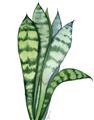 Picture of Snake Leaves _GroupedProduct_Rectangle_Portrait_Unframed_Print_Only_