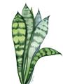 Picture of Snake Leaves _GroupedProduct_Rectangle_Portrait_Unframed_Print_Only_