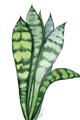 Picture of Snake Leaves _GroupedProduct_Rectangle_Portrait_Unframed_Print_Only_
