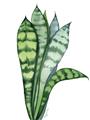 Picture of Snake Leaves _GroupedProduct_Rectangle_Portrait_Unframed_Print_Only_