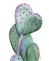 Picture of Prickly Pear Cactus  _GroupedProduct_Rectangle_Portrait_Unframed_Print_Only_