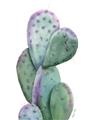 Picture of Prickly Pear Cactus  _GroupedProduct_Rectangle_Portrait_Unframed_Print_Only_