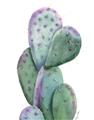 Picture of Prickly Pear Cactus  _GroupedProduct_Rectangle_Portrait_Unframed_Print_Only_