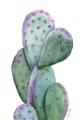 Picture of Prickly Pear Cactus  _GroupedProduct_Rectangle_Portrait_Unframed_Print_Only_