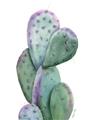 Picture of Prickly Pear Cactus  _GroupedProduct_Rectangle_Portrait_Unframed_Print_Only_