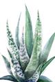 Picture of Zebra Succulent  _GroupedProduct_Rectangle_Portrait_Unframed_Print_Only_