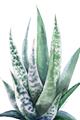 Picture of Zebra Succulent  _GroupedProduct_Rectangle_Portrait_Unframed_Print_Only_