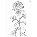 Picture of Single Hydrangea Drawing _GroupedProduct_Rectangle_Portrait_Unframed_Print_Only_