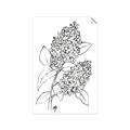 Picture of Panicle Hydrangea Drawing _GroupedProduct_Rectangle_Portrait_Unframed_Print_Only_