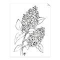 Picture of Panicle Hydrangea Drawing _GroupedProduct_Rectangle_Portrait_Unframed_Print_Only_