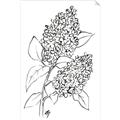 Picture of Panicle Hydrangea Drawing _GroupedProduct_Rectangle_Portrait_Unframed_Print_Only_