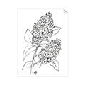 Picture of Panicle Hydrangea Drawing _GroupedProduct_Rectangle_Portrait_Unframed_Print_Only_