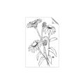 Picture of Daisy Drawing _GroupedProduct_Rectangle_Portrait_Unframed_Print_Only_