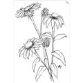 Picture of Daisy Drawing _GroupedProduct_Rectangle_Portrait_Unframed_Print_Only_