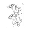 Picture of Daisy Drawing _GroupedProduct_Rectangle_Portrait_Unframed_Print_Only_