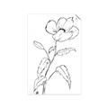 Picture of Poppy Drawing _GroupedProduct_Rectangle_Portrait_Unframed_Print_Only_