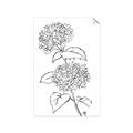 Picture of French Hydrangea Drawing _GroupedProduct_Rectangle_Portrait_Unframed_Print_Only_
